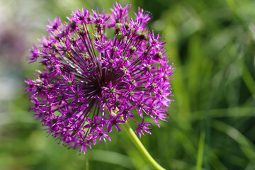 Macro photography of Purple onion ornamental ball on a natural blurry green background