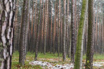birch forest in autumn
