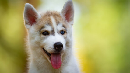 Siberian Husky puppy outdoors © voltgroup