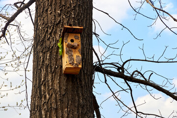birdhouse on a tree trunk in spring park