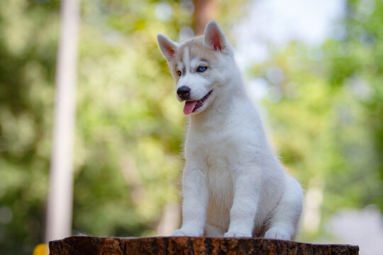 Siberian Husky puppy outdoors