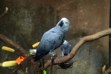 african gray perched on a trunk