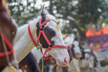 Portrait of beautiful horse and mare at Sonepur cattle fair