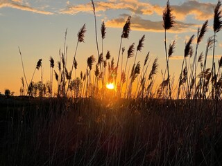 sunny sunset through the reeds