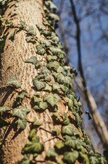 the tree has a lot of leaves