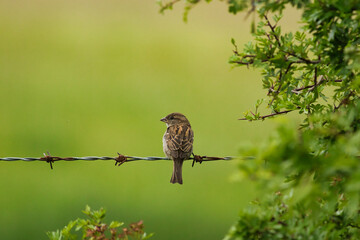 Common Sparrow on a barbed wire fence in the countryside