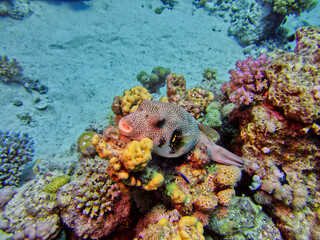 Kugelfisch im Roten Meer, Ägypten © Karsten