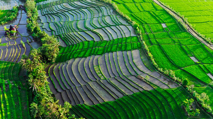 Rice Fields in Bali Landscape