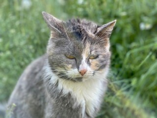 Obraz premium portrait of a street gray cat on a background of grass