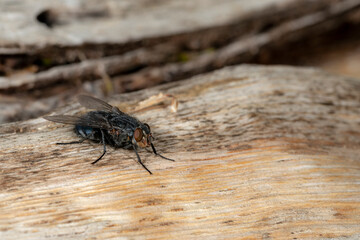 Detail of a blowfly sitting on a wooden board