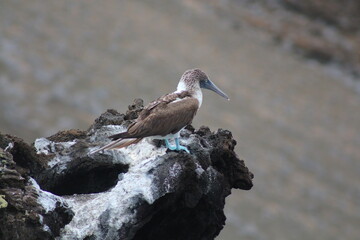 blue footed booby