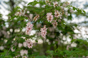 beautiful pink acacia with beautiful bokeh in the garden