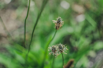 thistle in the grass