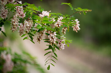 beautiful pink acacia with beautiful bokeh in the garden