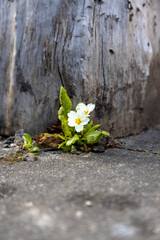 a lonely primrose on an old tree trunk