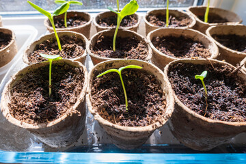 cucumber seedlings pots on home window under bright sun
