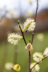 Very young willow catkins blossom.