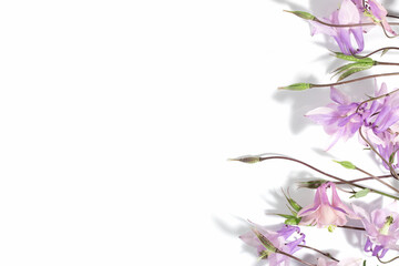 Floral delicate background for text or product, top view. Pink Aquilegia flowers on a white background with hard shadows. Border.