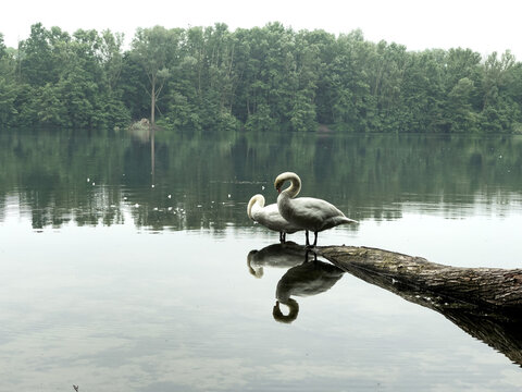 swans on the lake