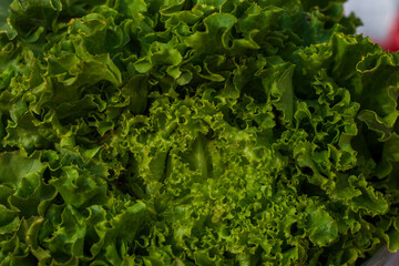 close-up of freshly-grown curly lettuce