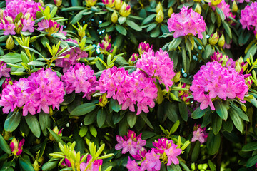 Beautiful blooming pink Azalea - flowering shrubs in the genus Rhododendron. Pink, summer flower background. gardening.