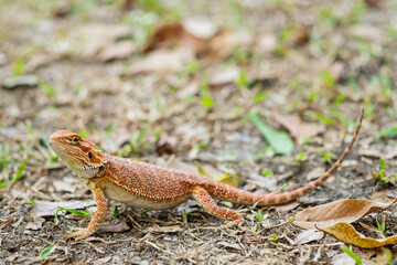 bearded dragon on ground with blur background