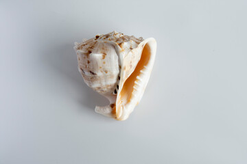 real seashell; an enormous natural wonder and a decorative object