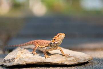 bearded dragon on ground with blur background