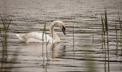 White wild swan floating on the river