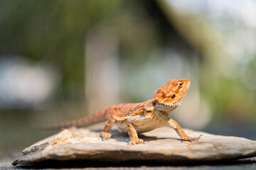 bearded dragon on ground with blur background