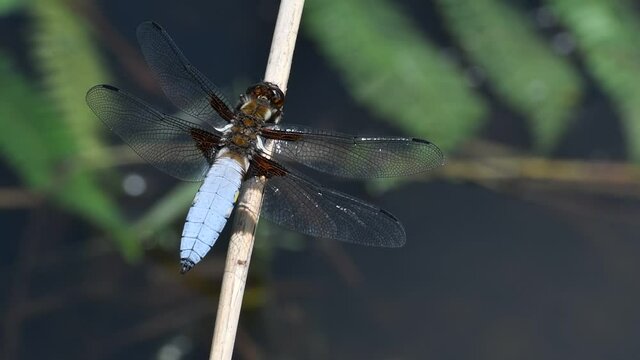Broad-bodied chaser / broad-bodied darter (Libellula depressa) male perched on stem and taking off