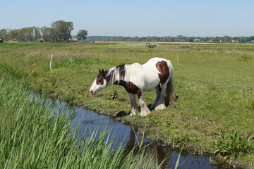 Dutch pasturelandscape. Gypsy Vanner's horse in the meadow near the ditch. Near the village of...