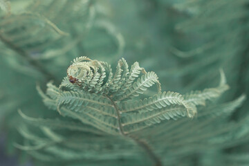 Bright fresh fern green leaves with natural blur background macro in cool tones