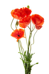 Bright red poppies flowers isolated on white background.