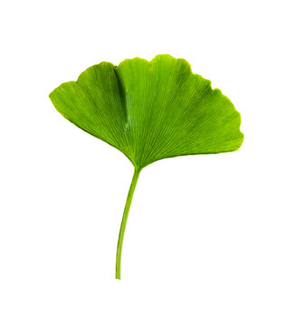 Ginkgo biloba, commonly known as ginkgo or gingko. leaf isolated on white background. High resolution photo on white background.