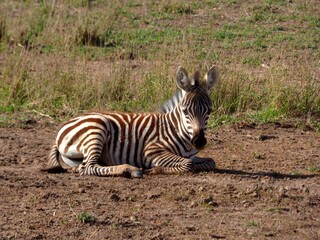 Kenya, afrique : bébé zèbre allongé dans le parc d'Amboseli