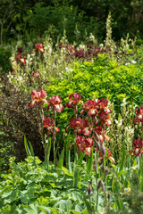 Stunning bearded iris perennial flower by the name Kent Pride. Has beautiful, copper colour flower...