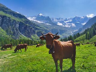 Tarine cow in the french alps. Scenic mountain landscape. 