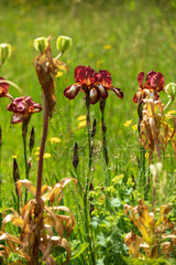 Stunning bearded iris perennial flower by the name Kent Pride. Has beautiful, copper colour flower...