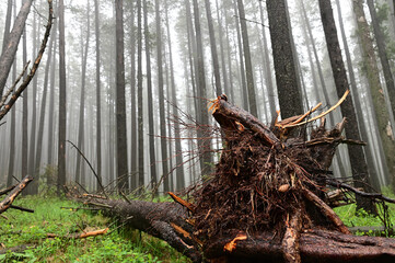 uprooted tree in the forest