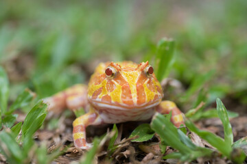 closeup argentine horned frog on ground