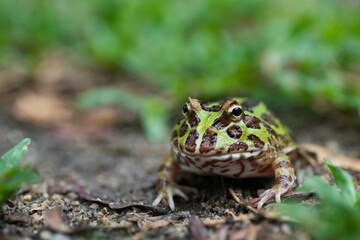 closeup argentine horned frog on ground