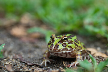 closeup argentine horned frog on ground