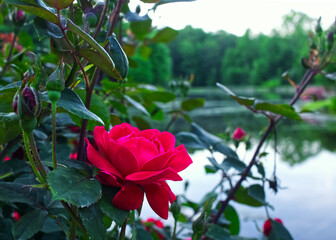 Red Roses by the Water