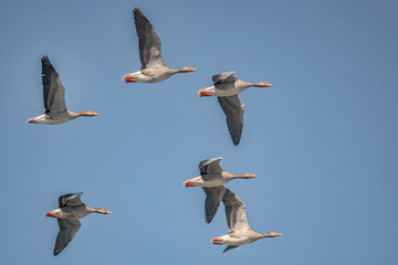 Fliegende Wildgänse