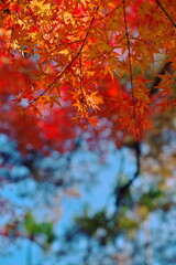 秋晴れの空の下