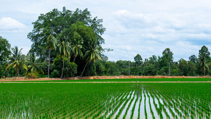 big trees and green fields