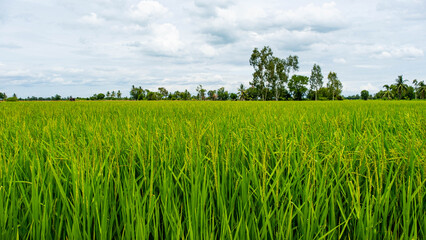 The age of the yellow rice is close to ripening and ready for harvest.