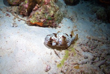 Porcupine Fish (Juvenile) on the Reef