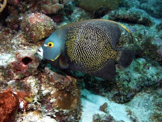 Fototapeta na wymiar French Angelfish on the Reef